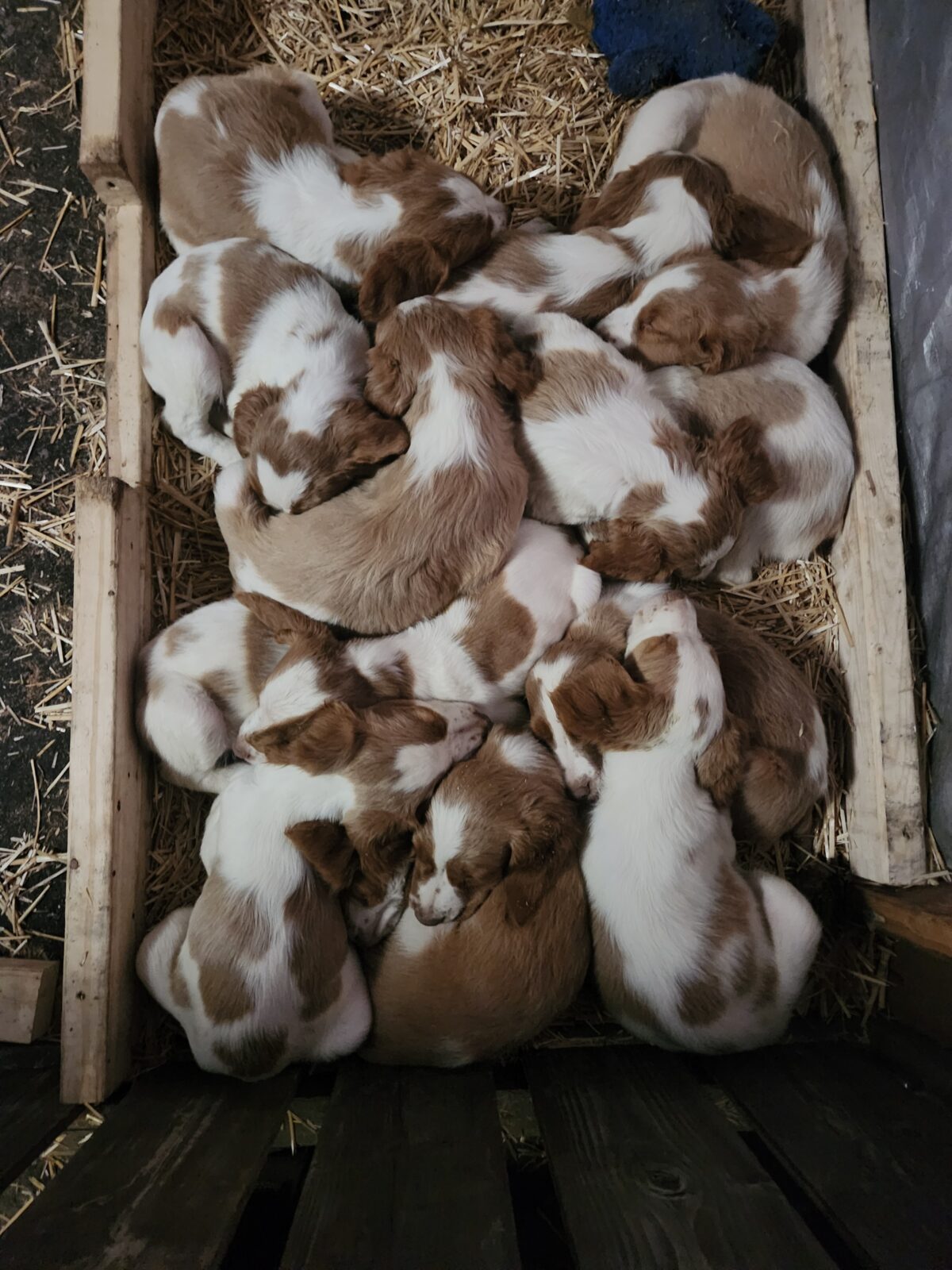 Puppies for sale
