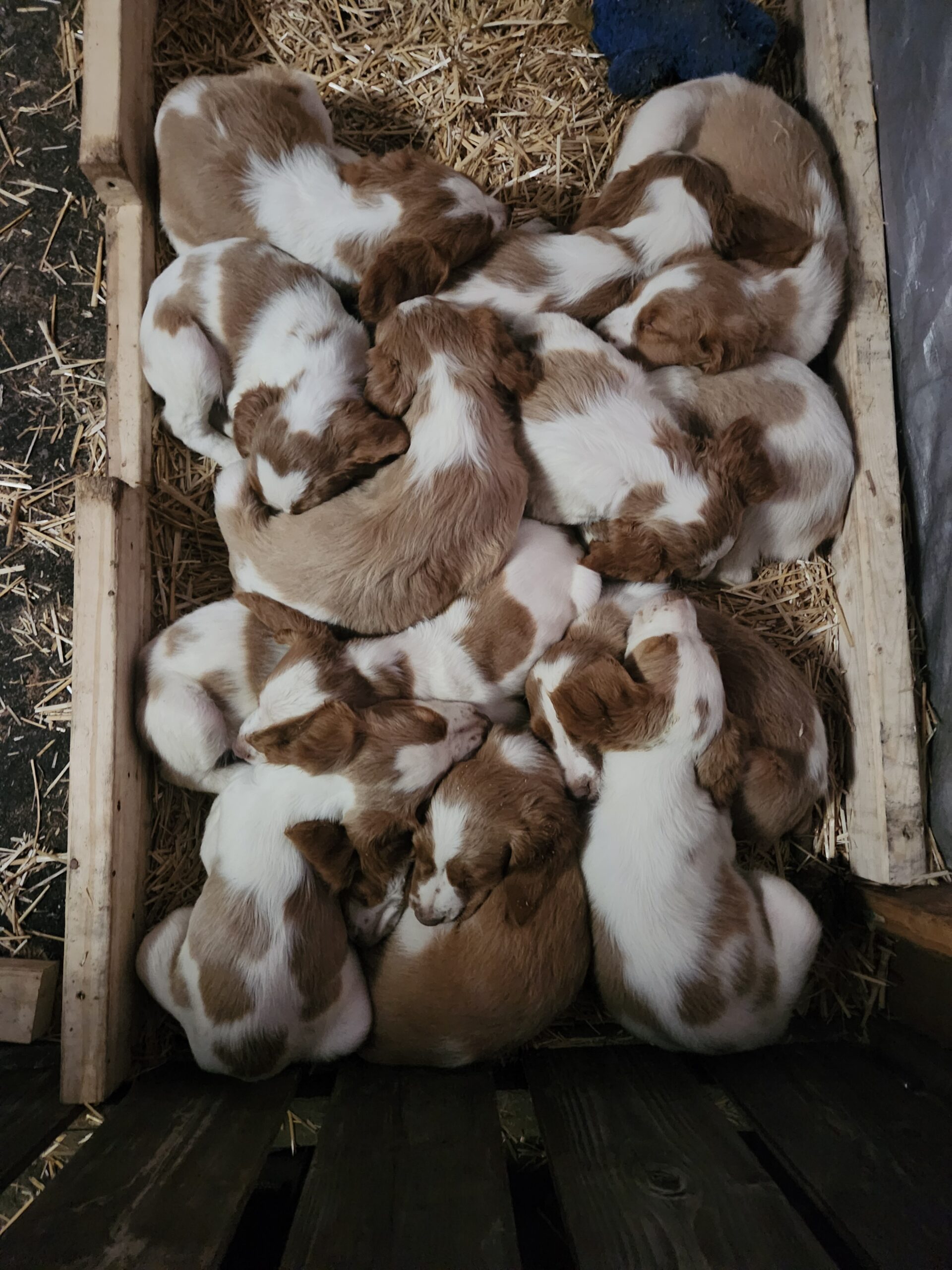 Puppies for sale