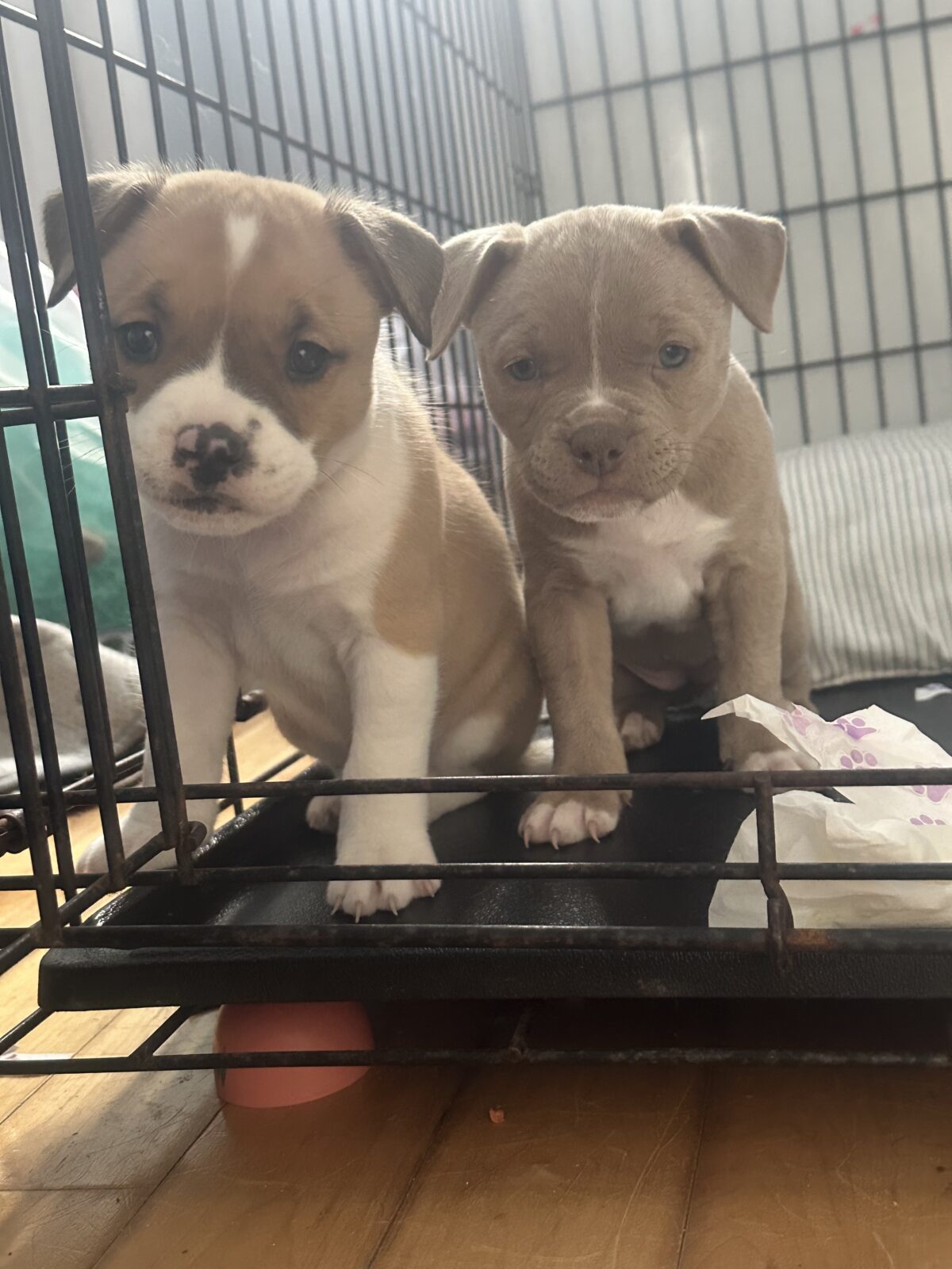 Puppies for sale