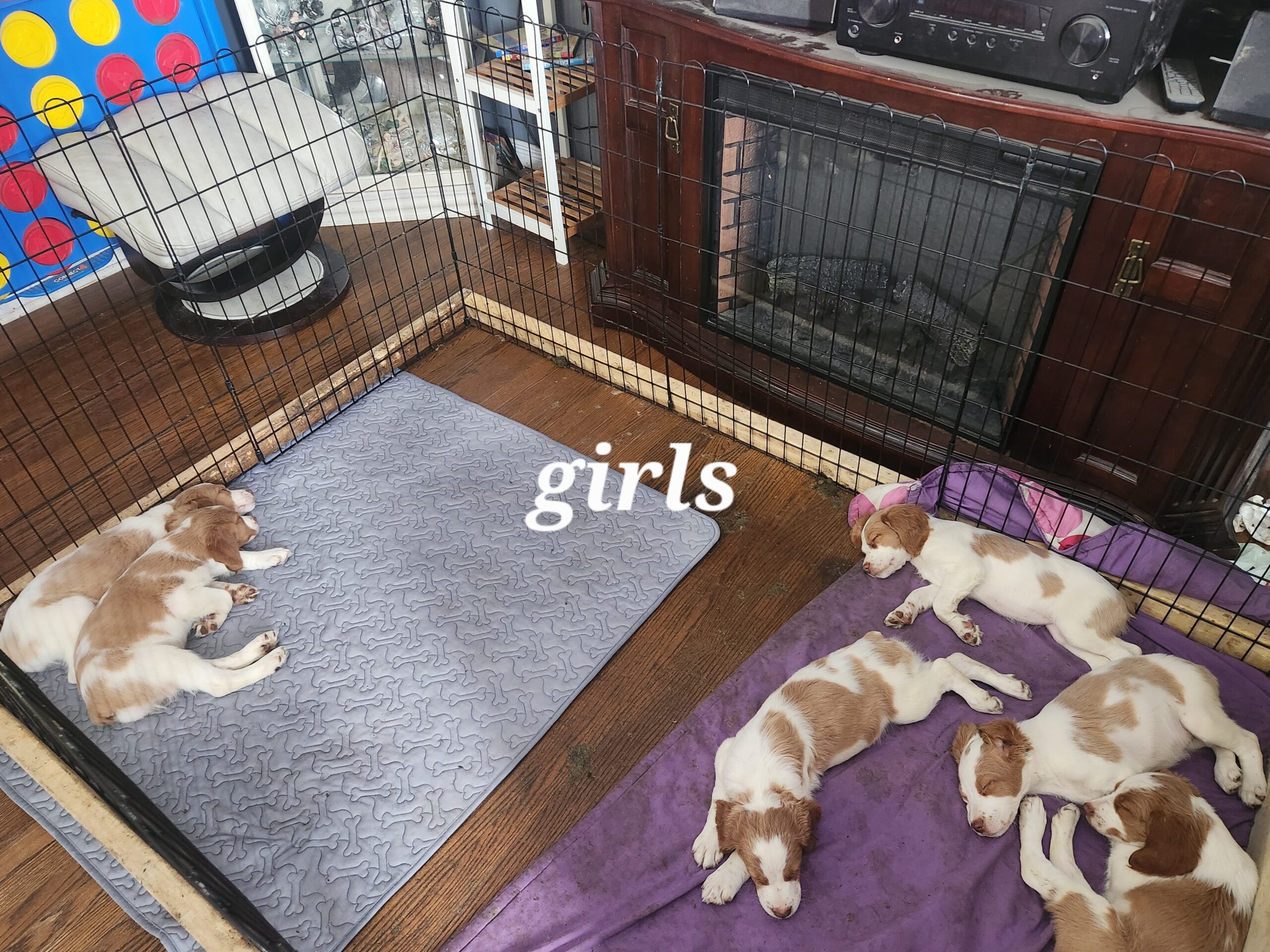 Puppies for sale
