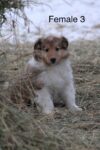 Puppies for sale