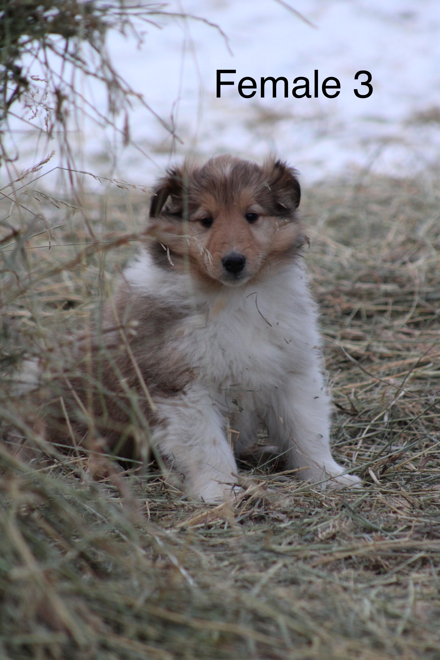 Puppies for sale