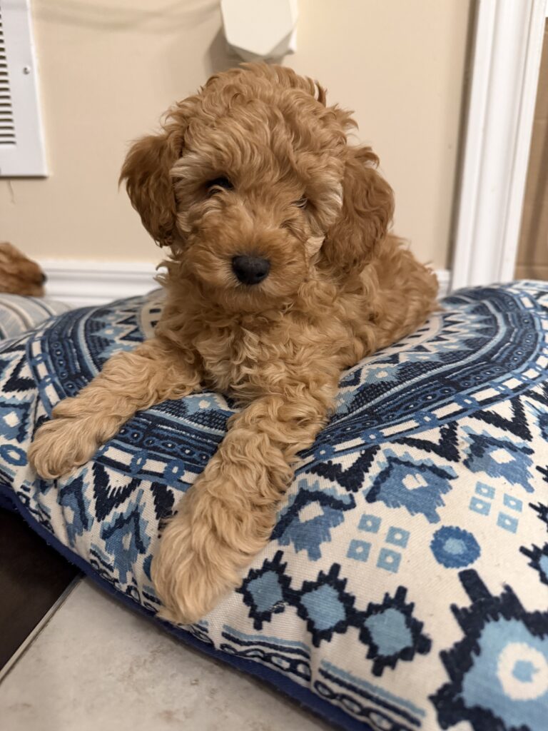 Puppies for sale