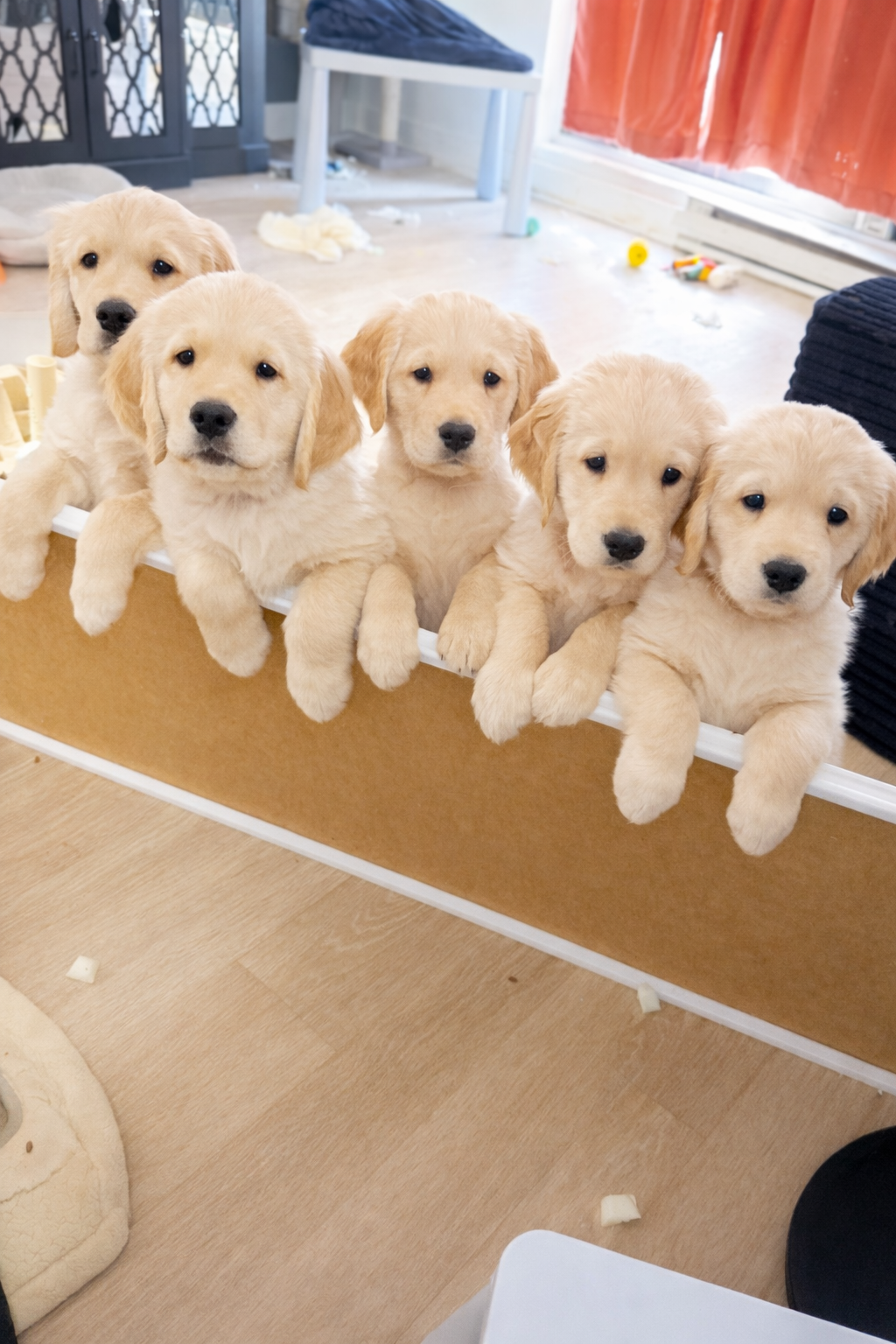 Puppies for sale