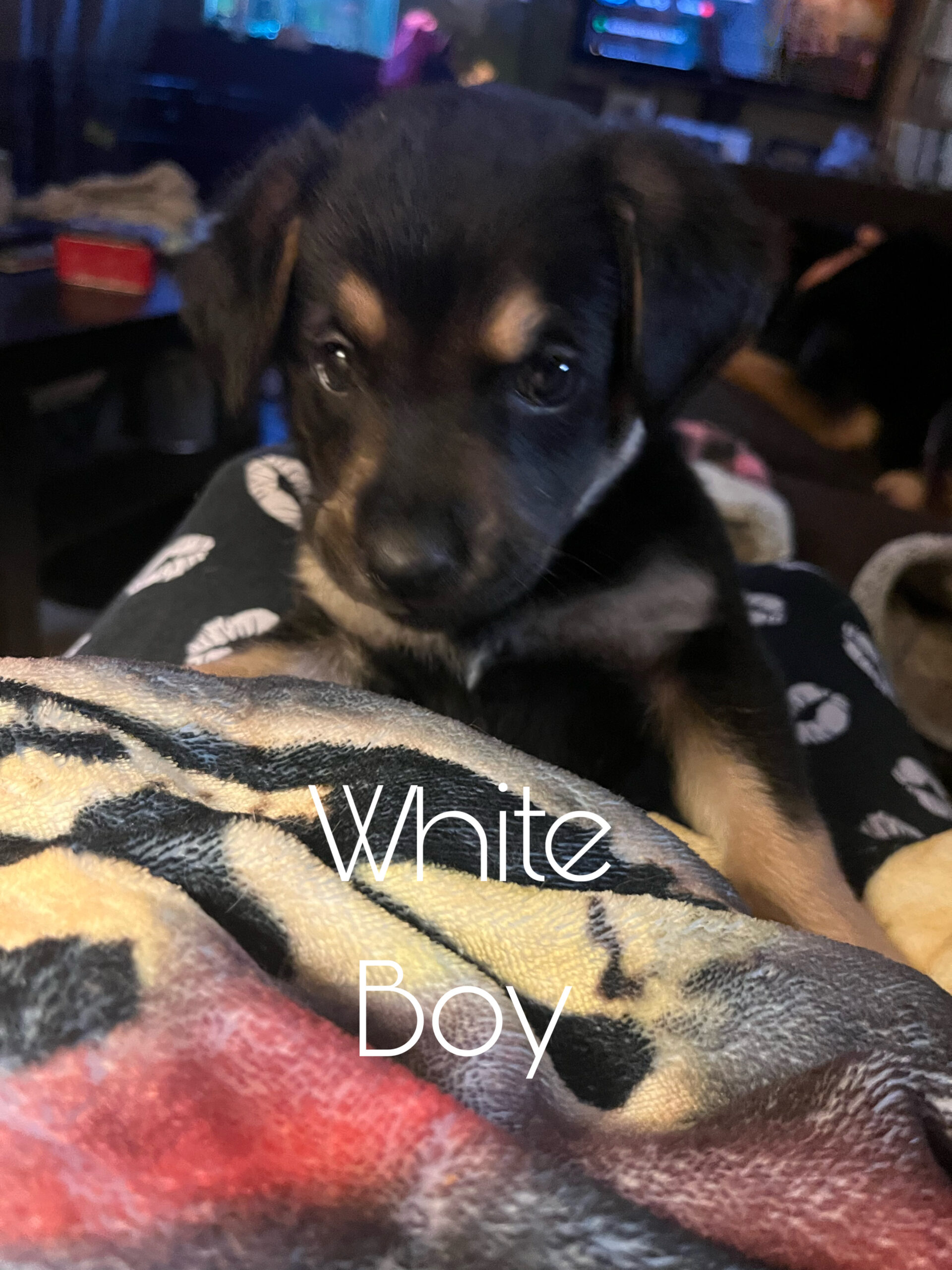 Puppies for sale