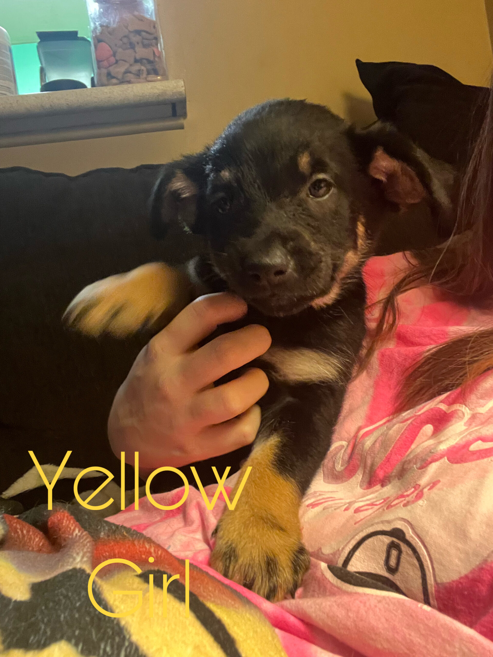 Puppies for sale
