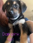 Puppies for sale