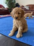 Puppies for sale