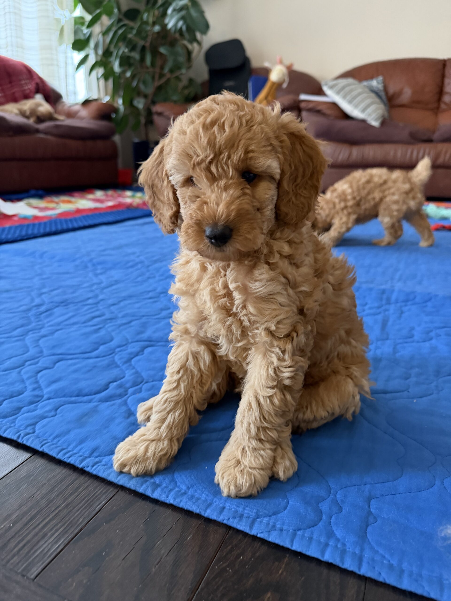 Puppies for sale