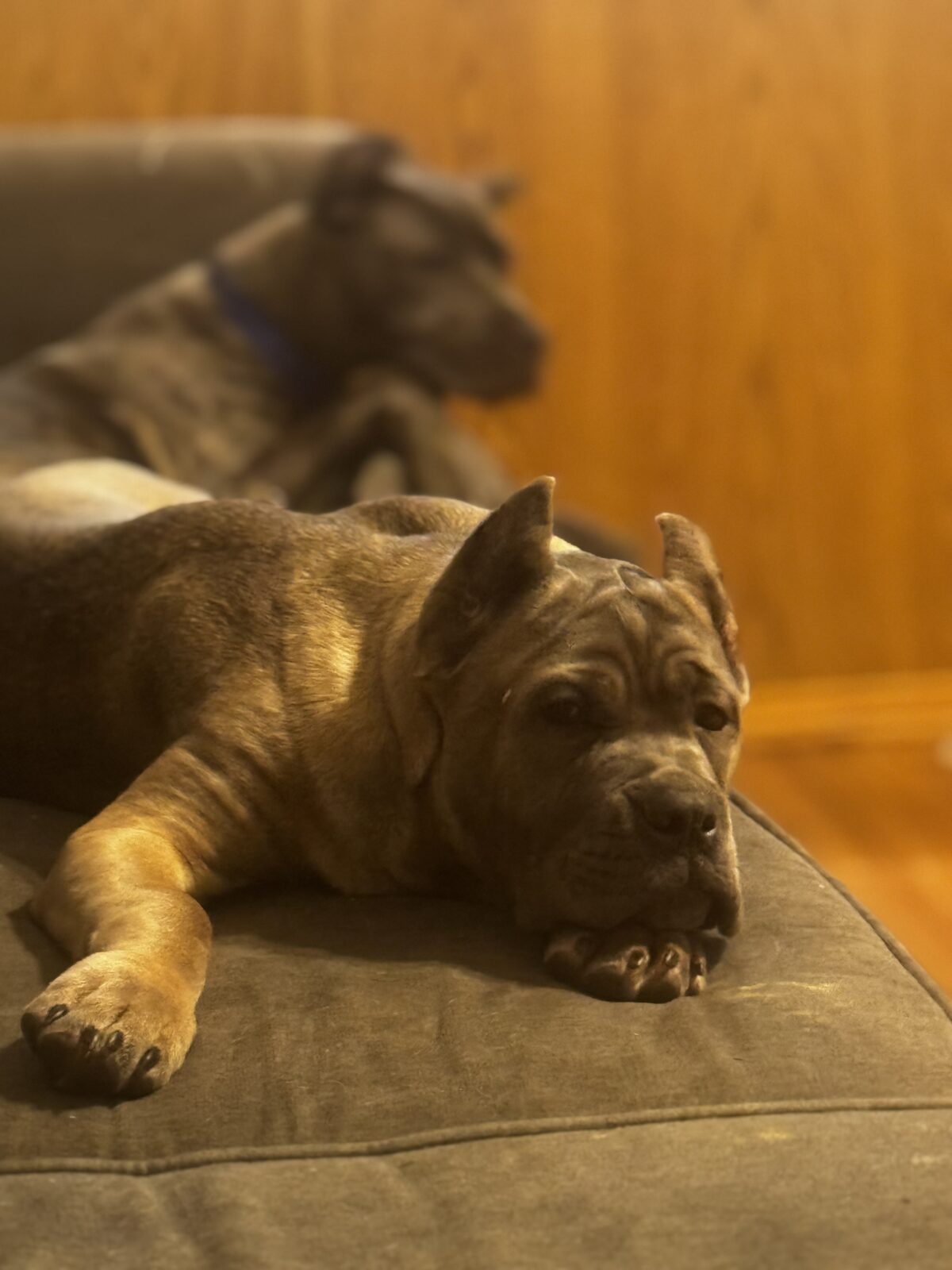 Puppies for sale