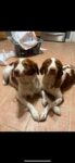 Puppies for sale