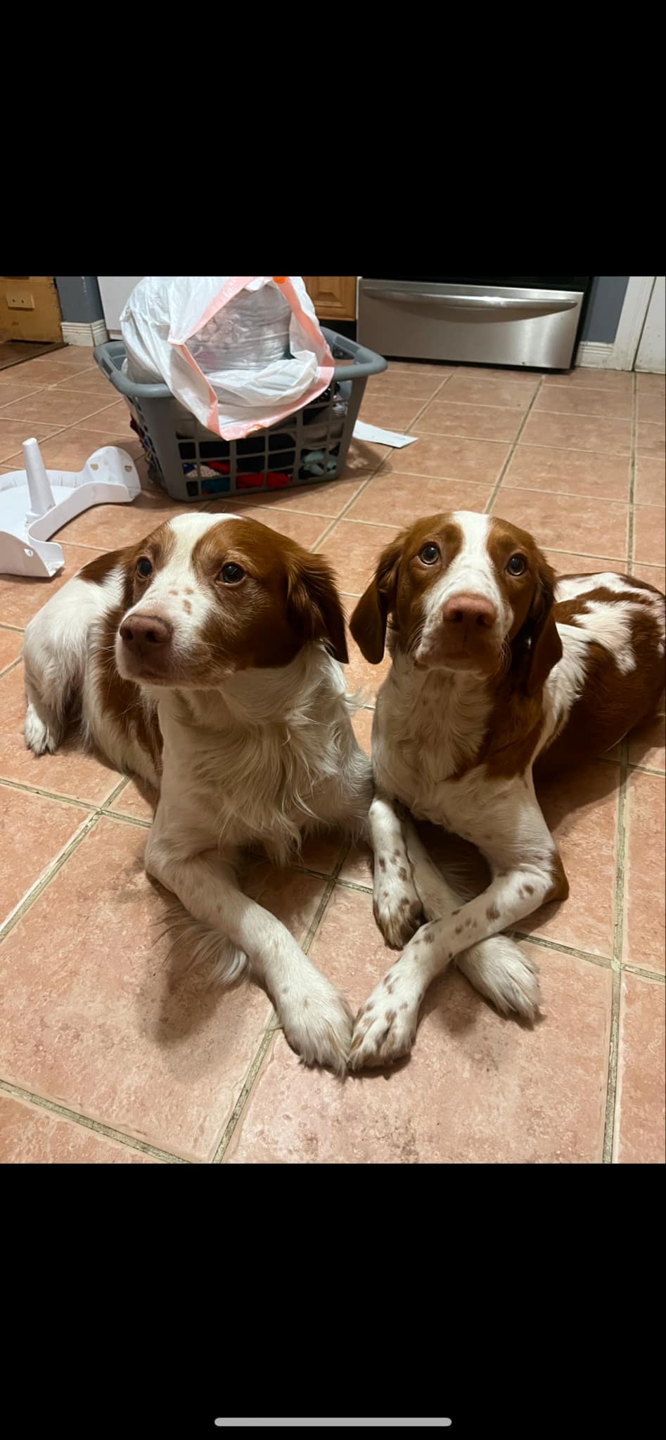 Puppies for sale