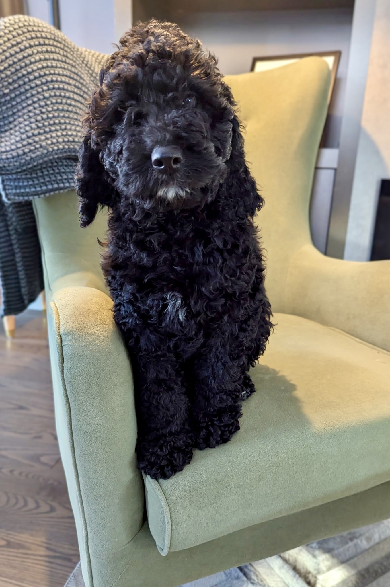 Puppies for sale