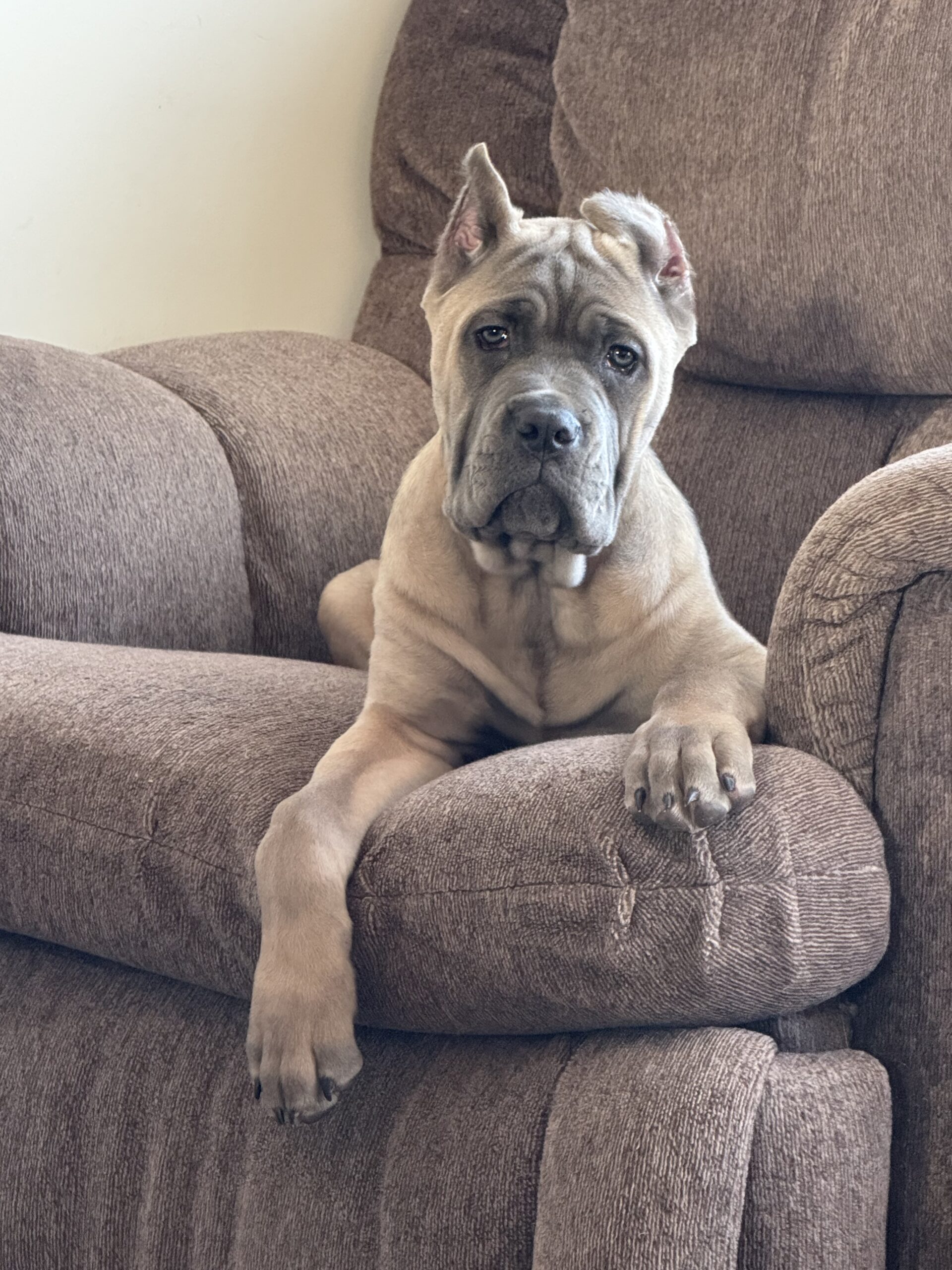 Puppies for sale