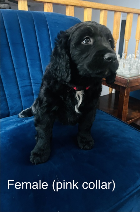 Puppies for sale
