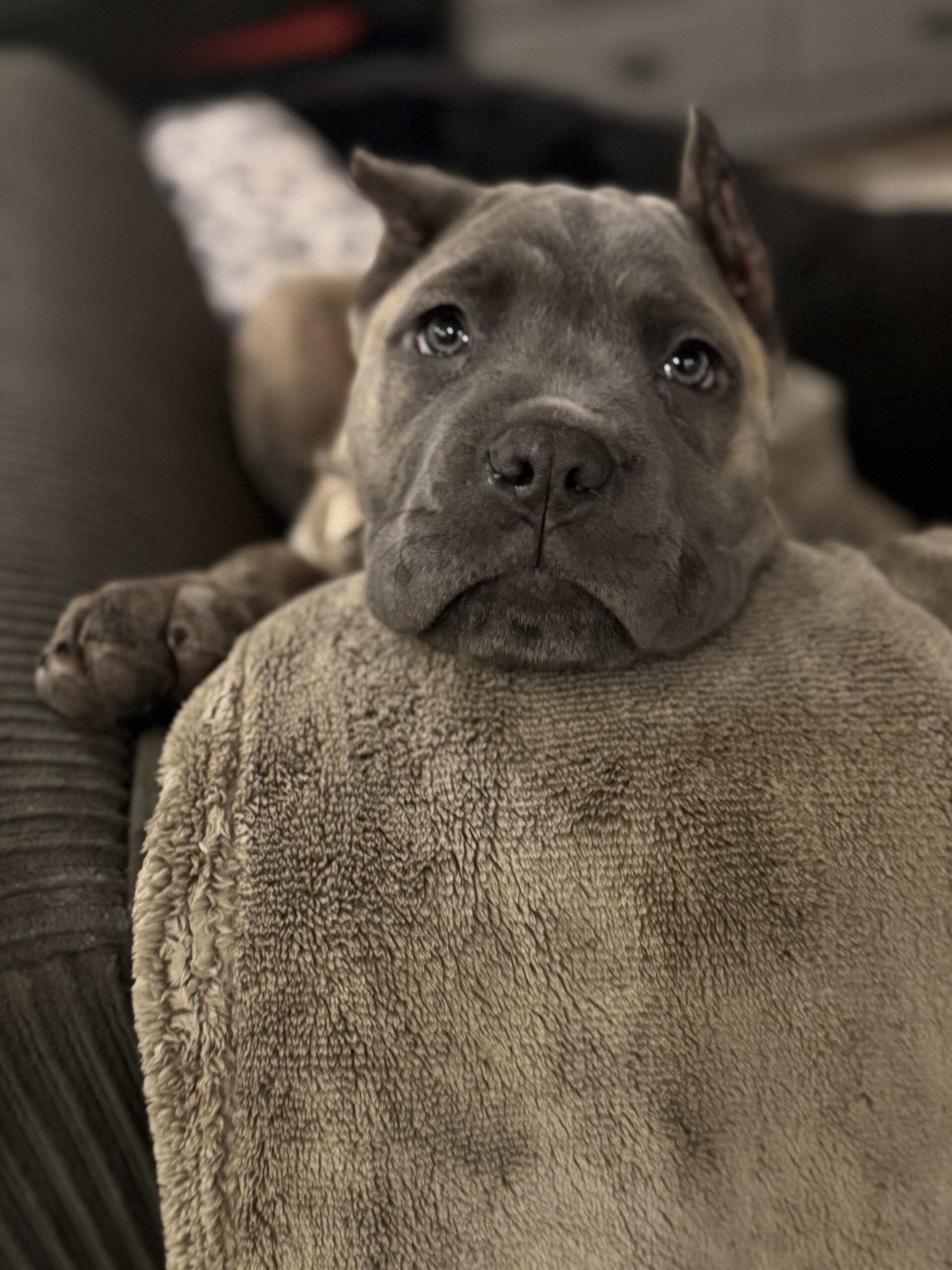 Puppies for sale