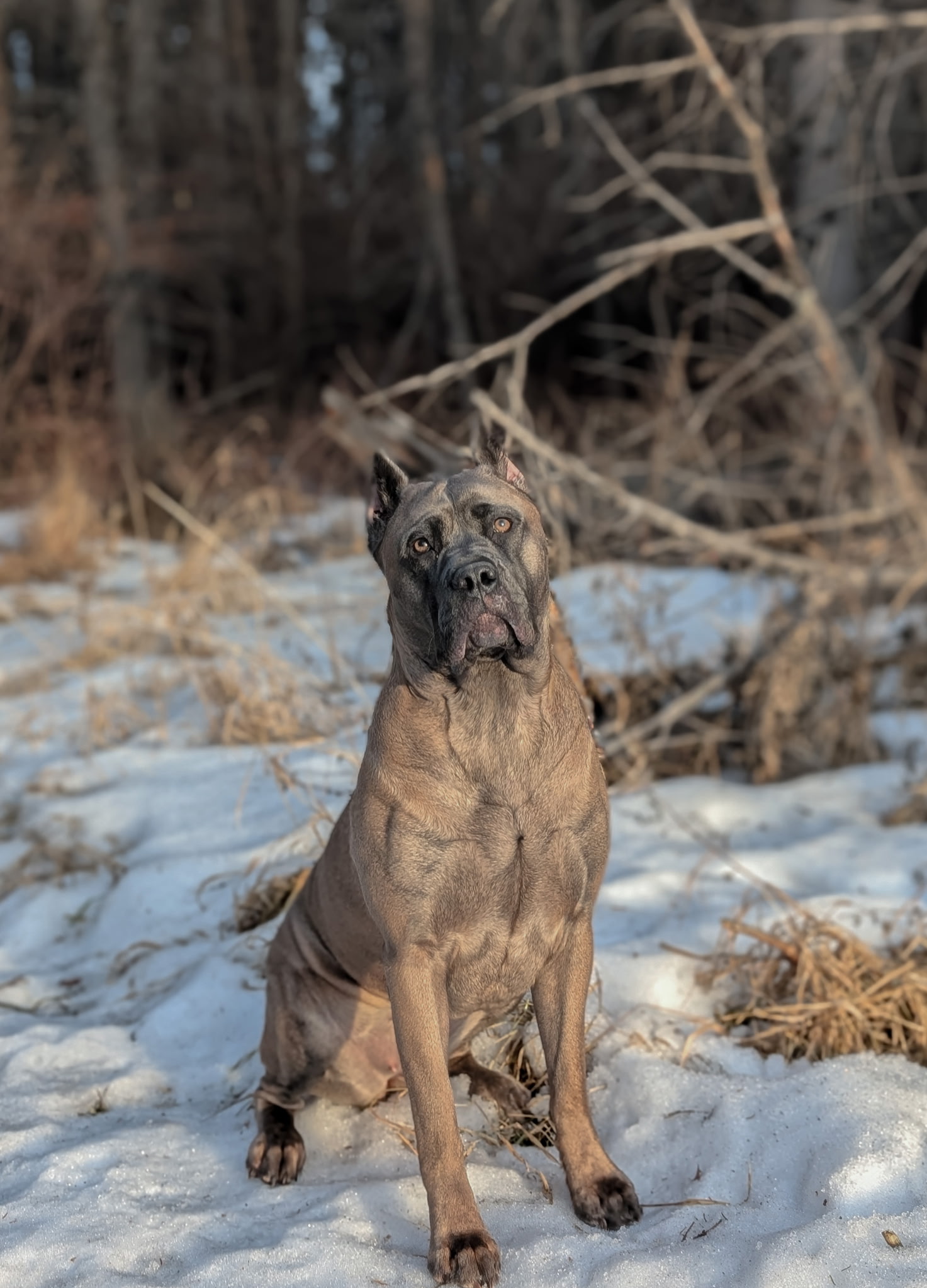 Puppies for sale