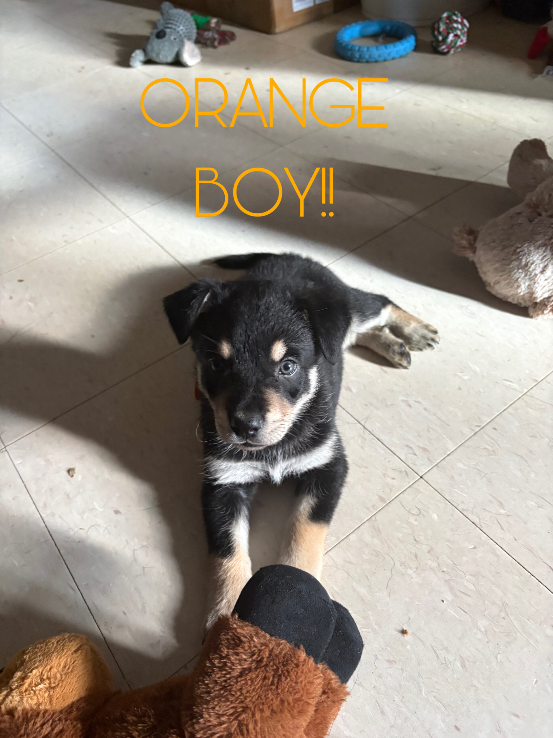Puppies for sale