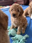 Puppies for sale