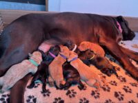 Puppies for sale