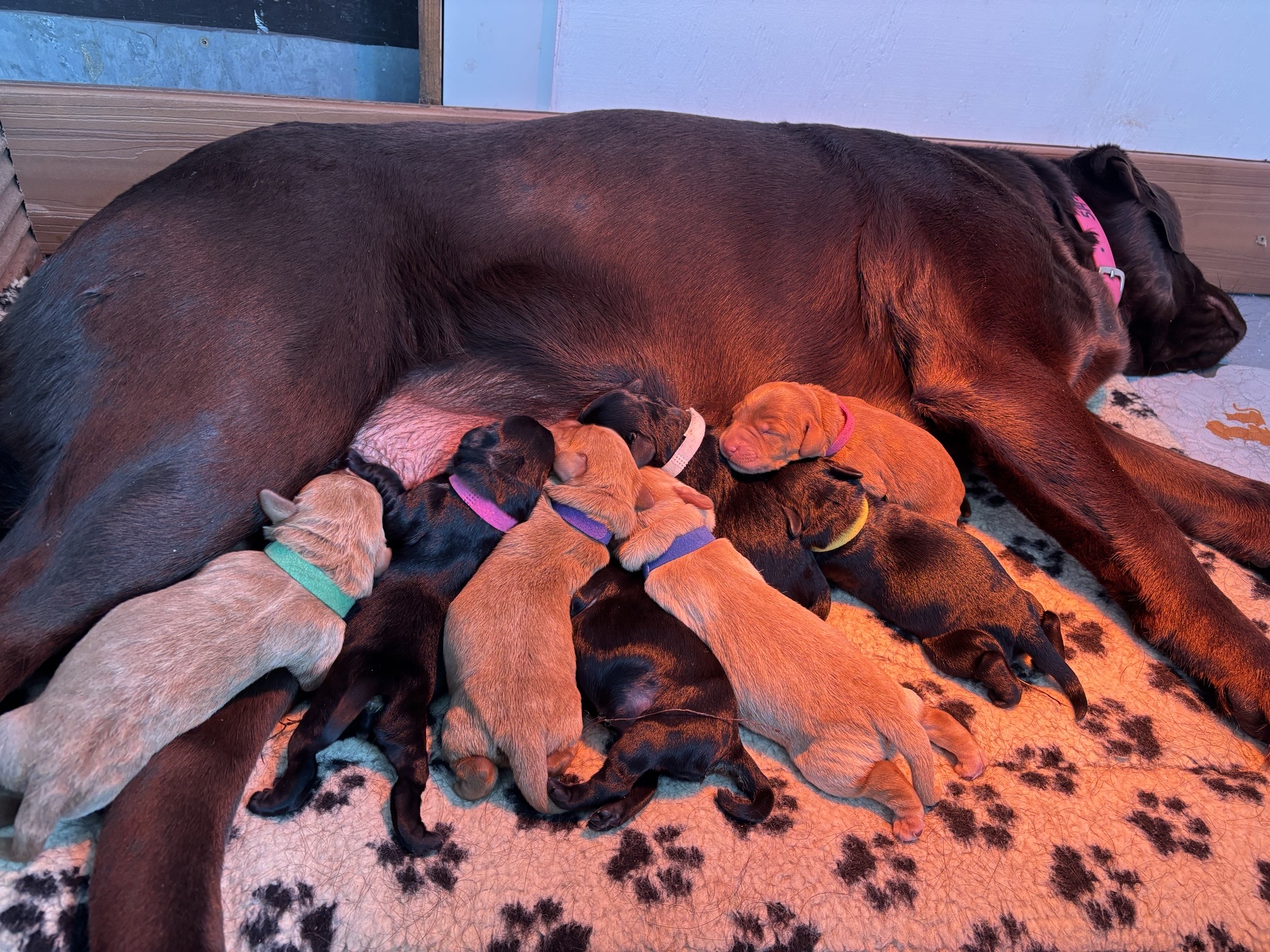 Puppies for sale