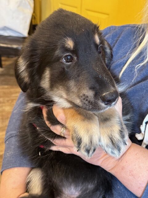 Puppies for sale