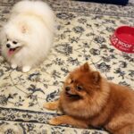 Puppies for sale