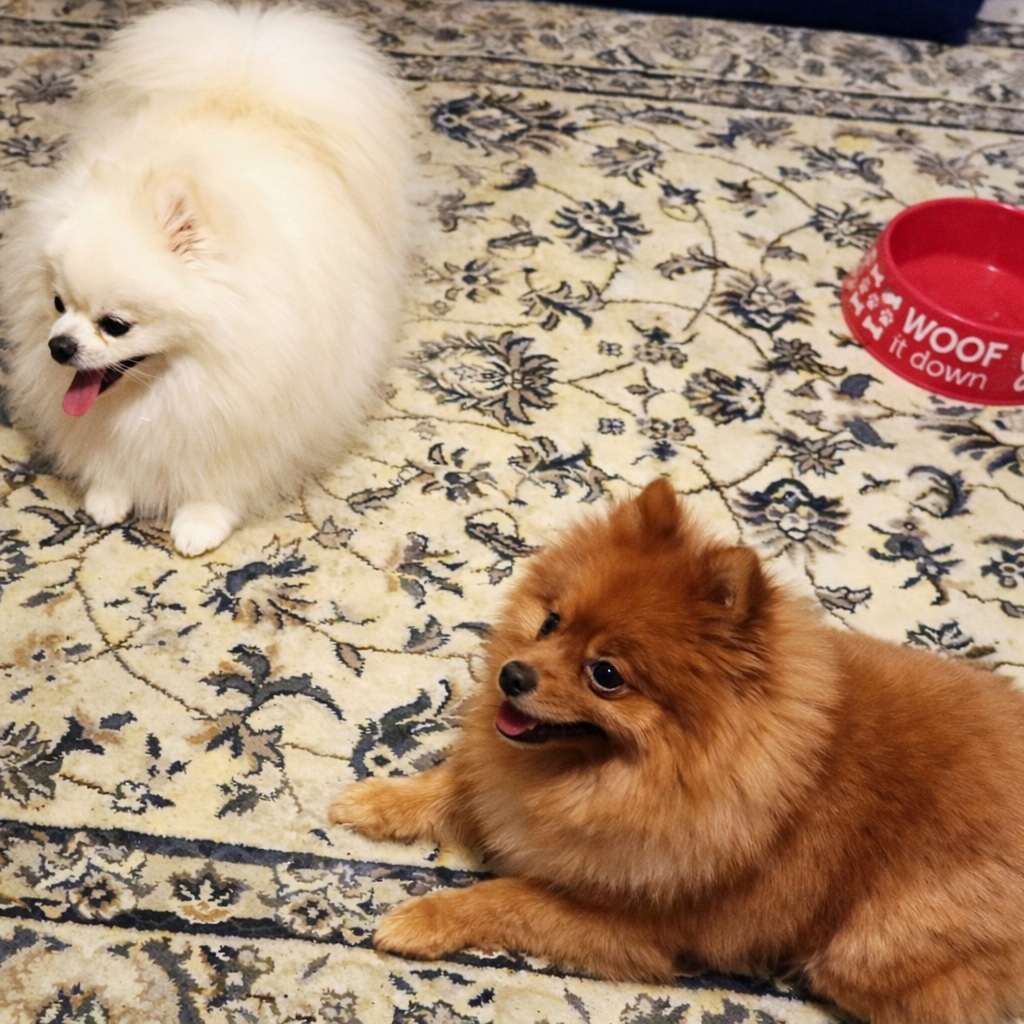 Puppies for sale