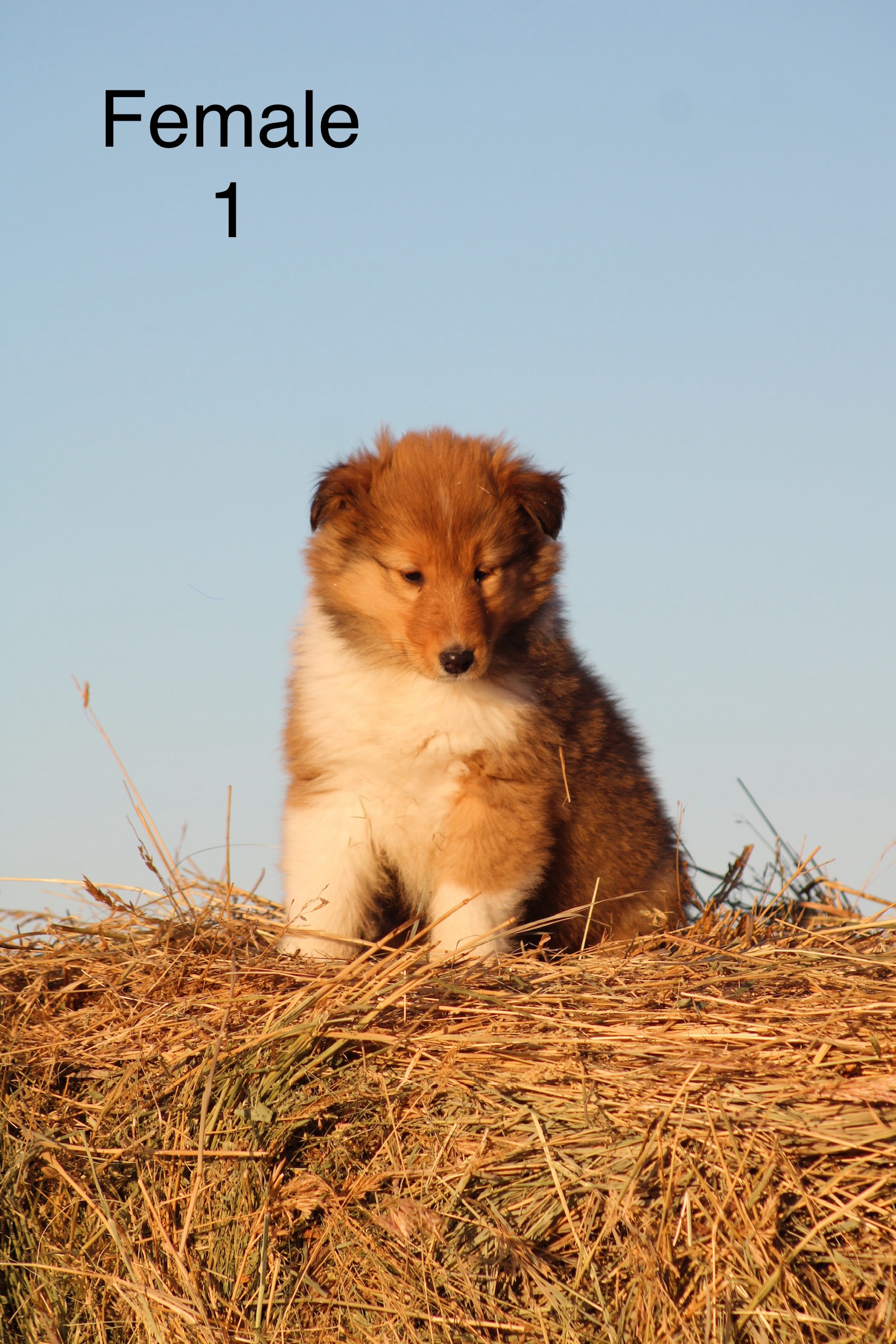 Puppies for sale