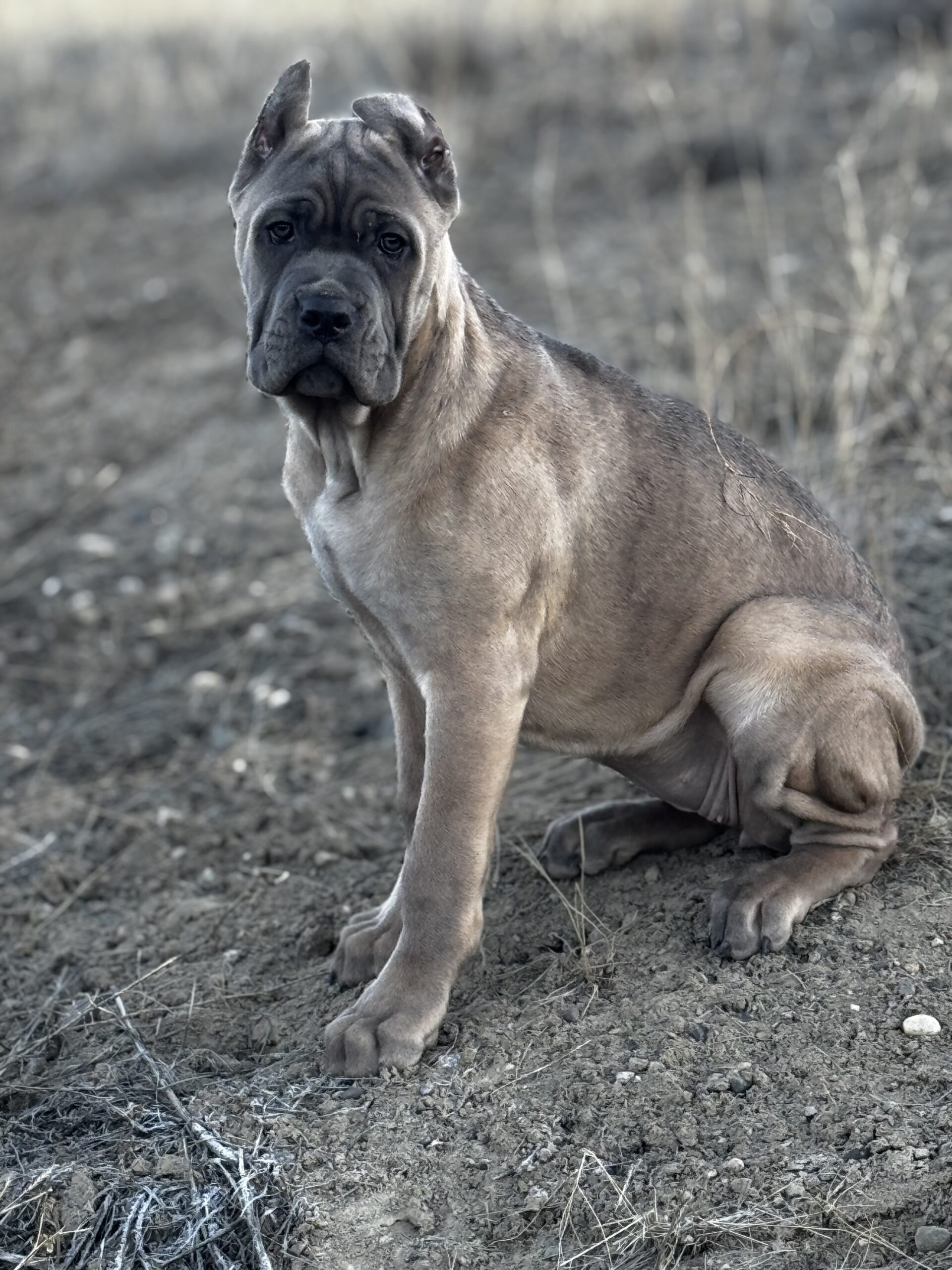 Puppies for sale