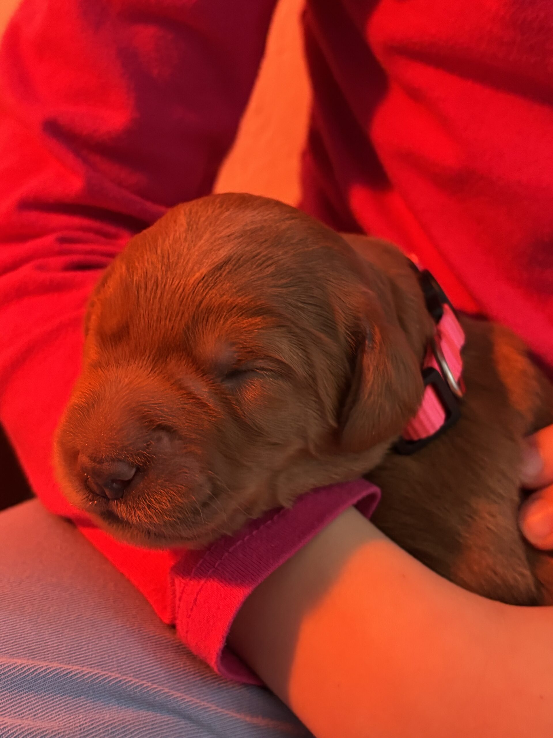 Puppies for sale