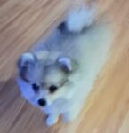 Puppies for sale