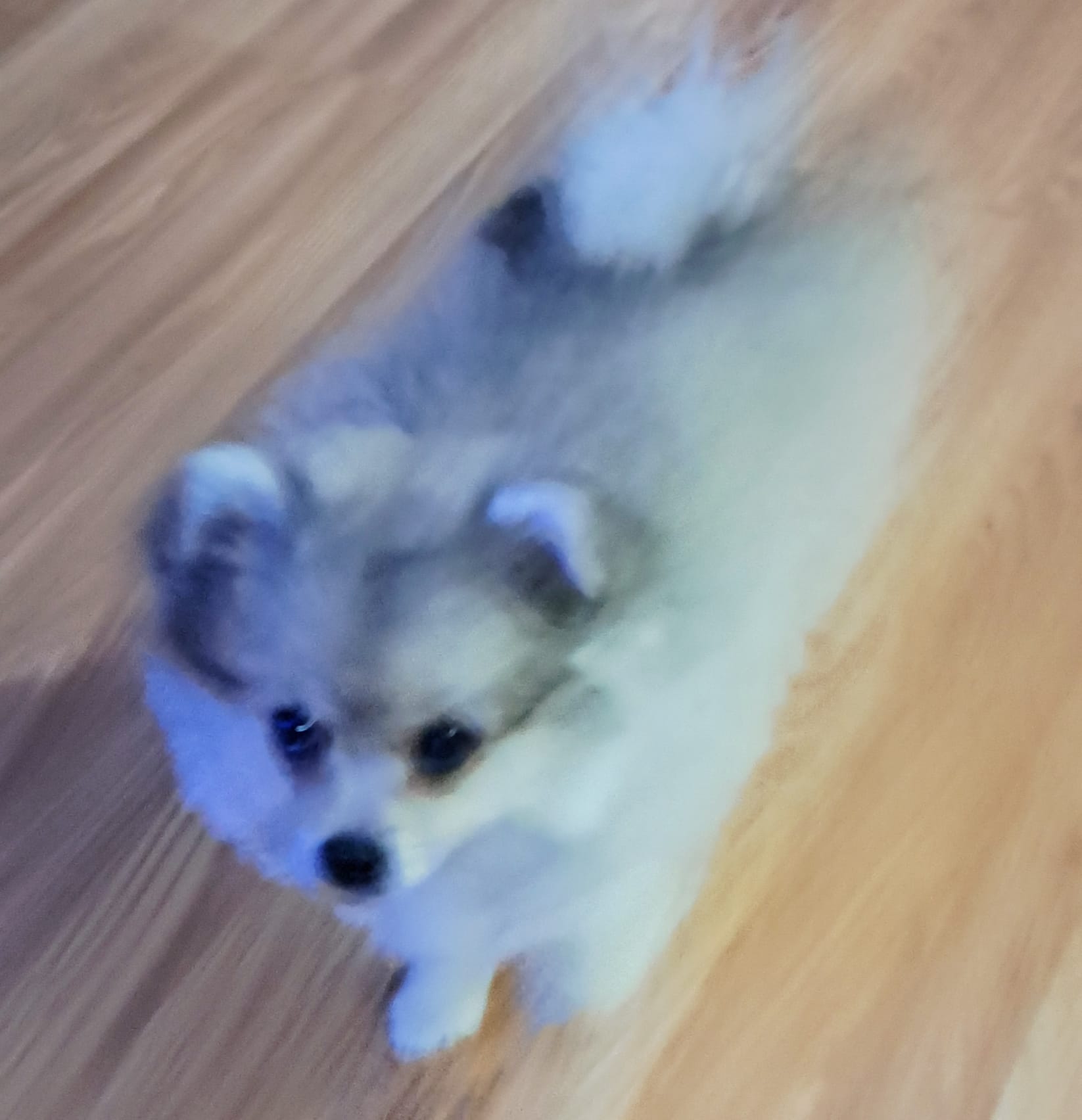 Puppies for sale