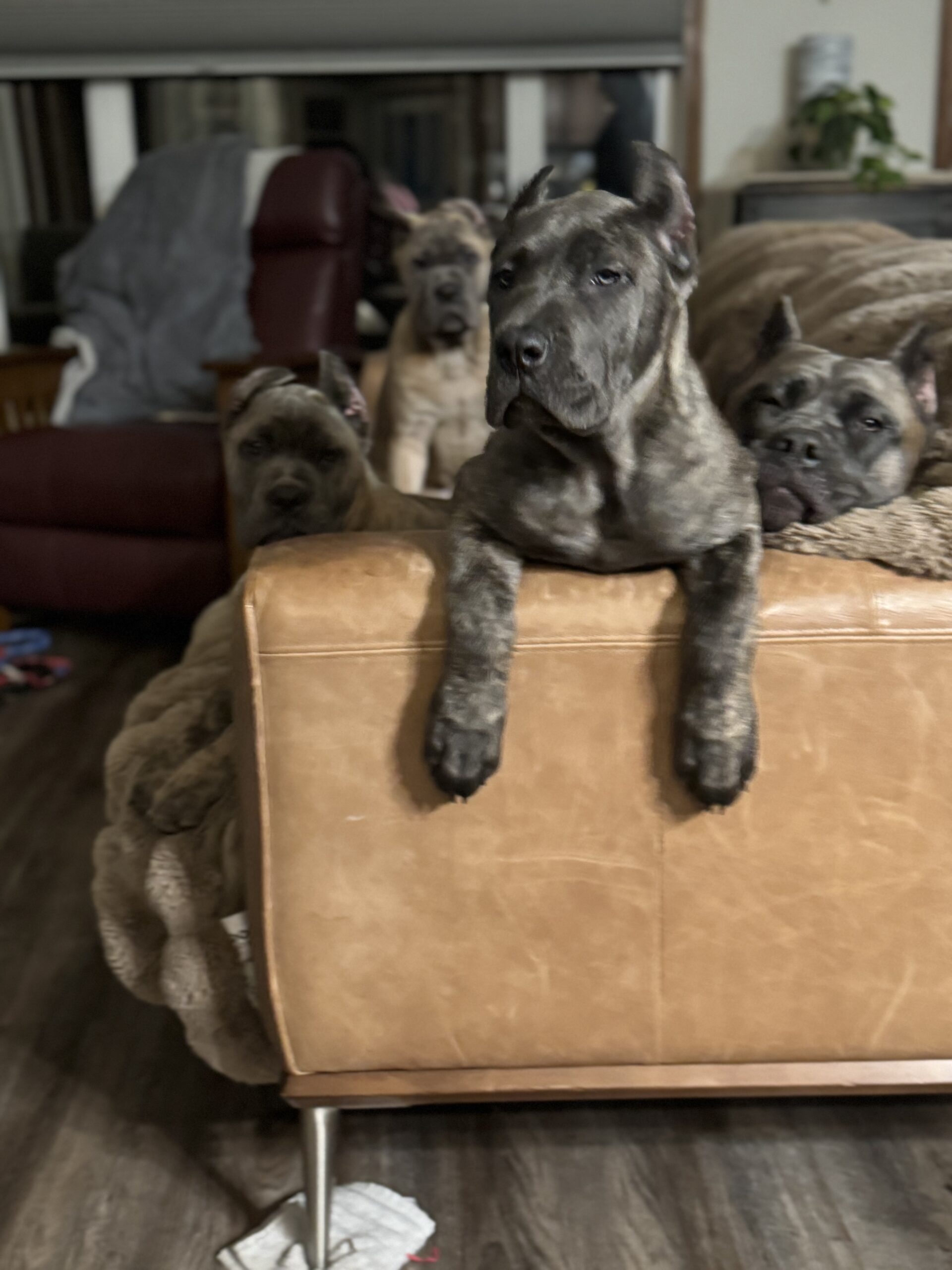 Puppies for sale