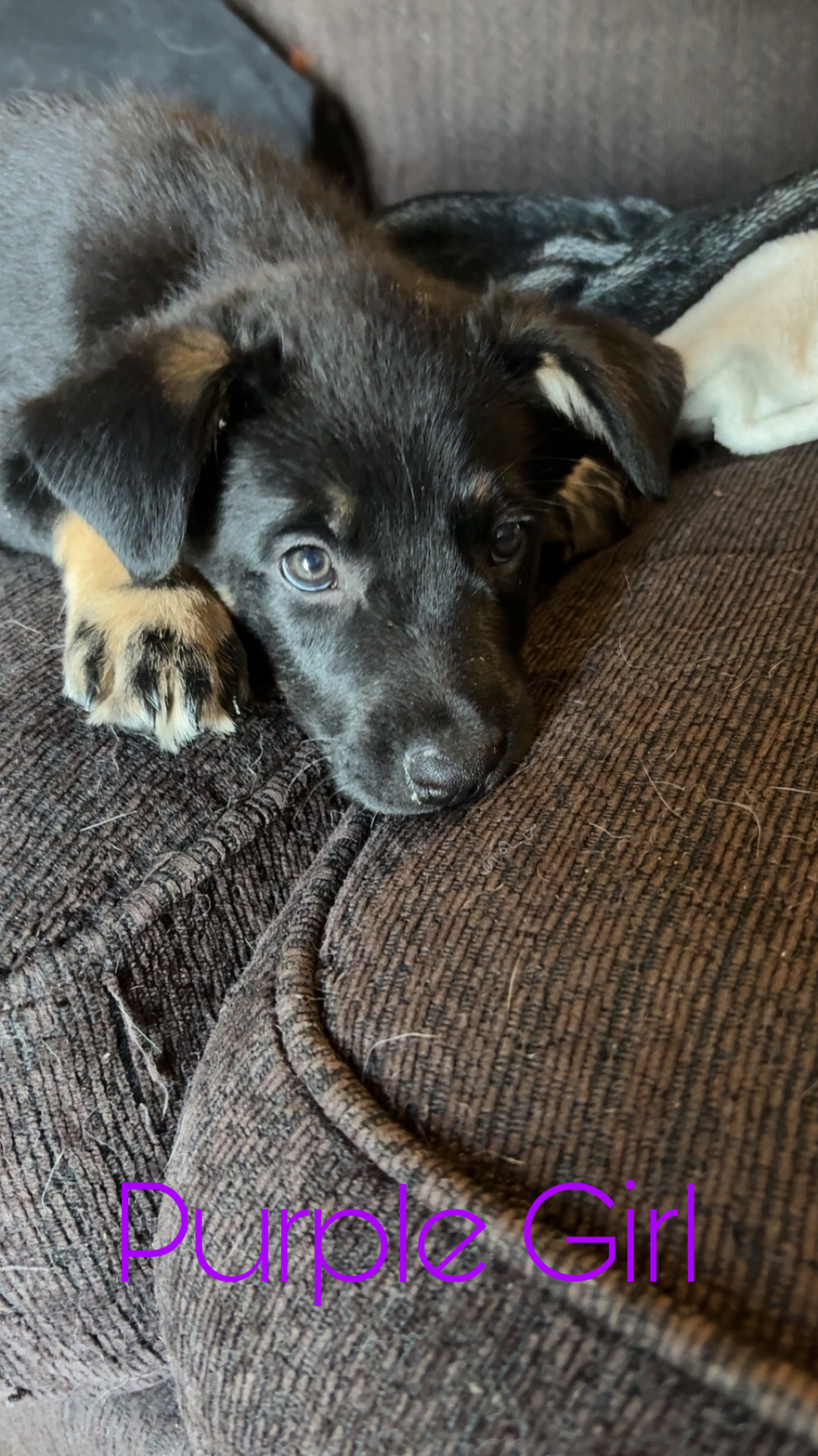 Puppies for sale