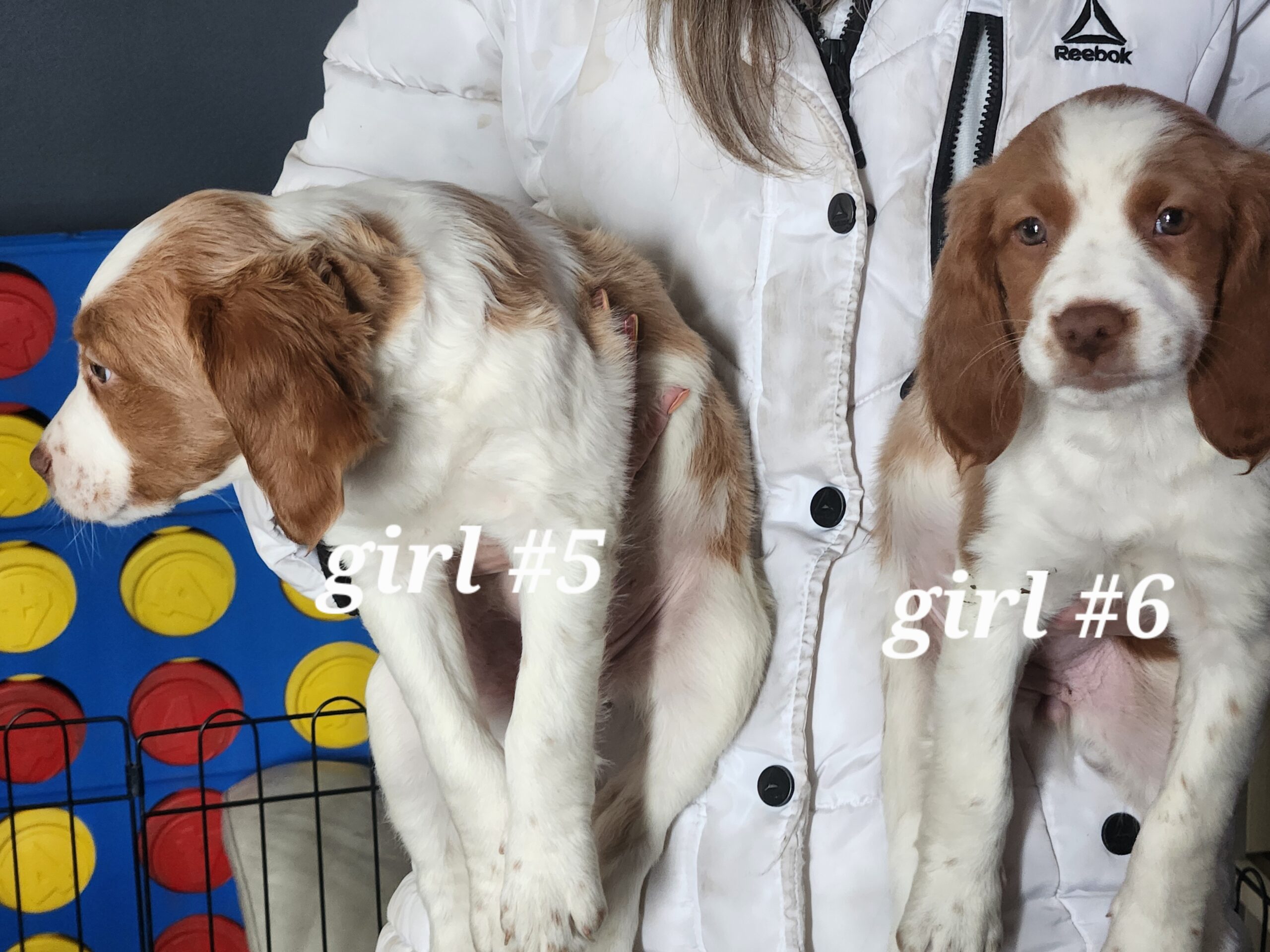 Puppies for sale