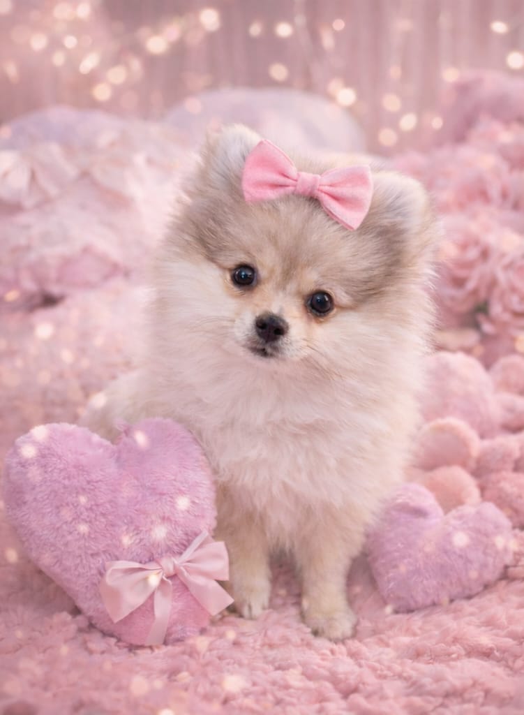 Puppies for sale