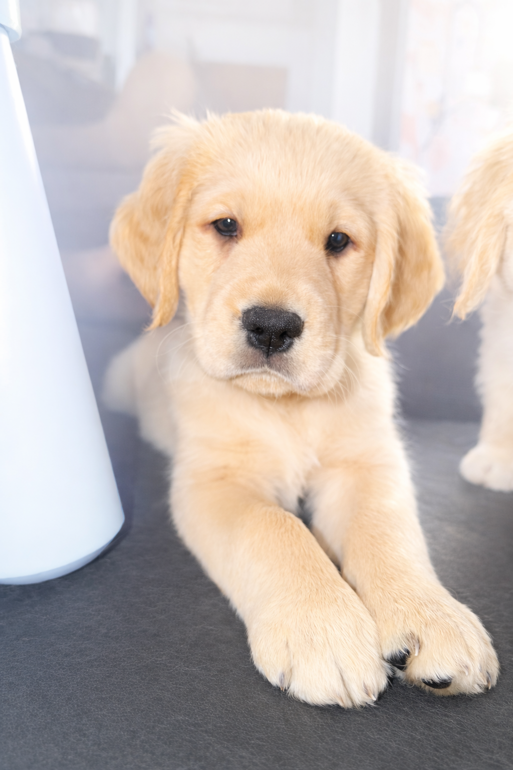 Puppies for sale