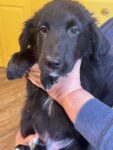 Puppies for sale