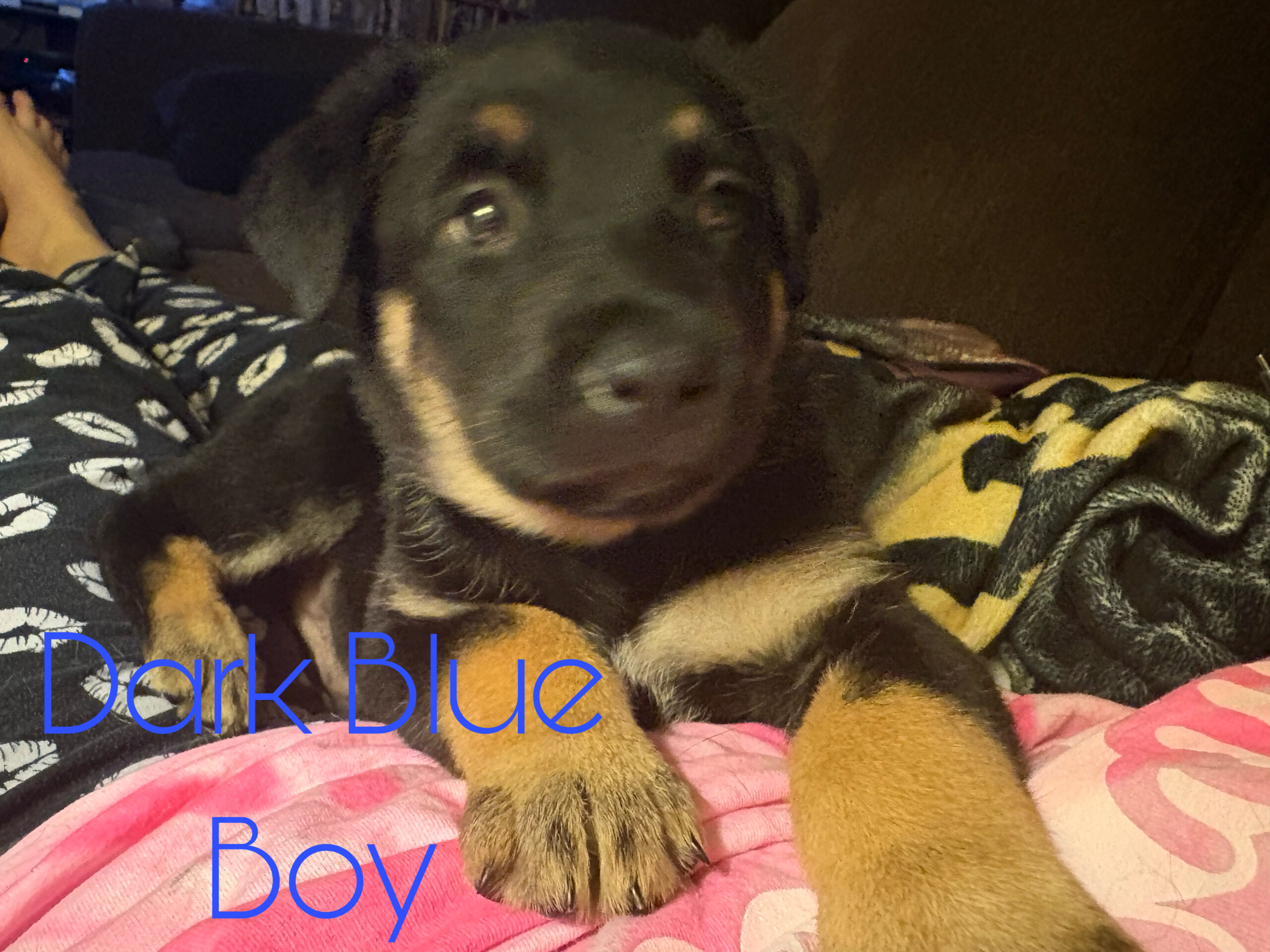 Puppies for sale
