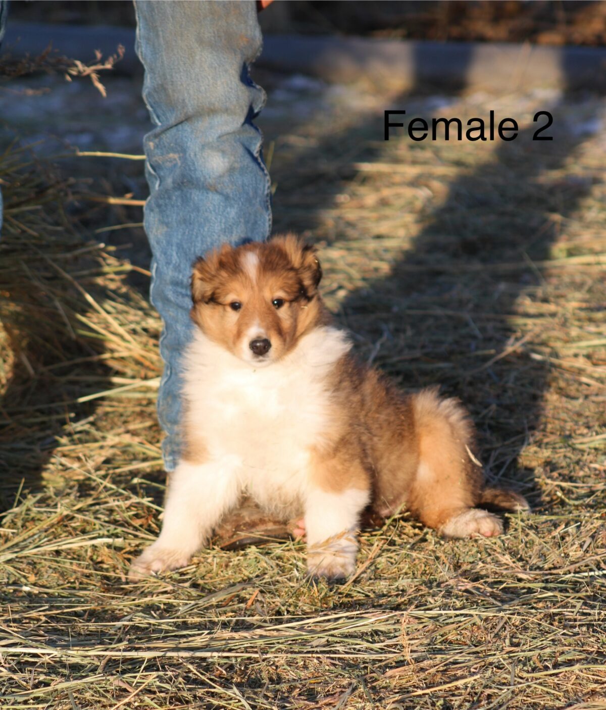 Puppies for sale