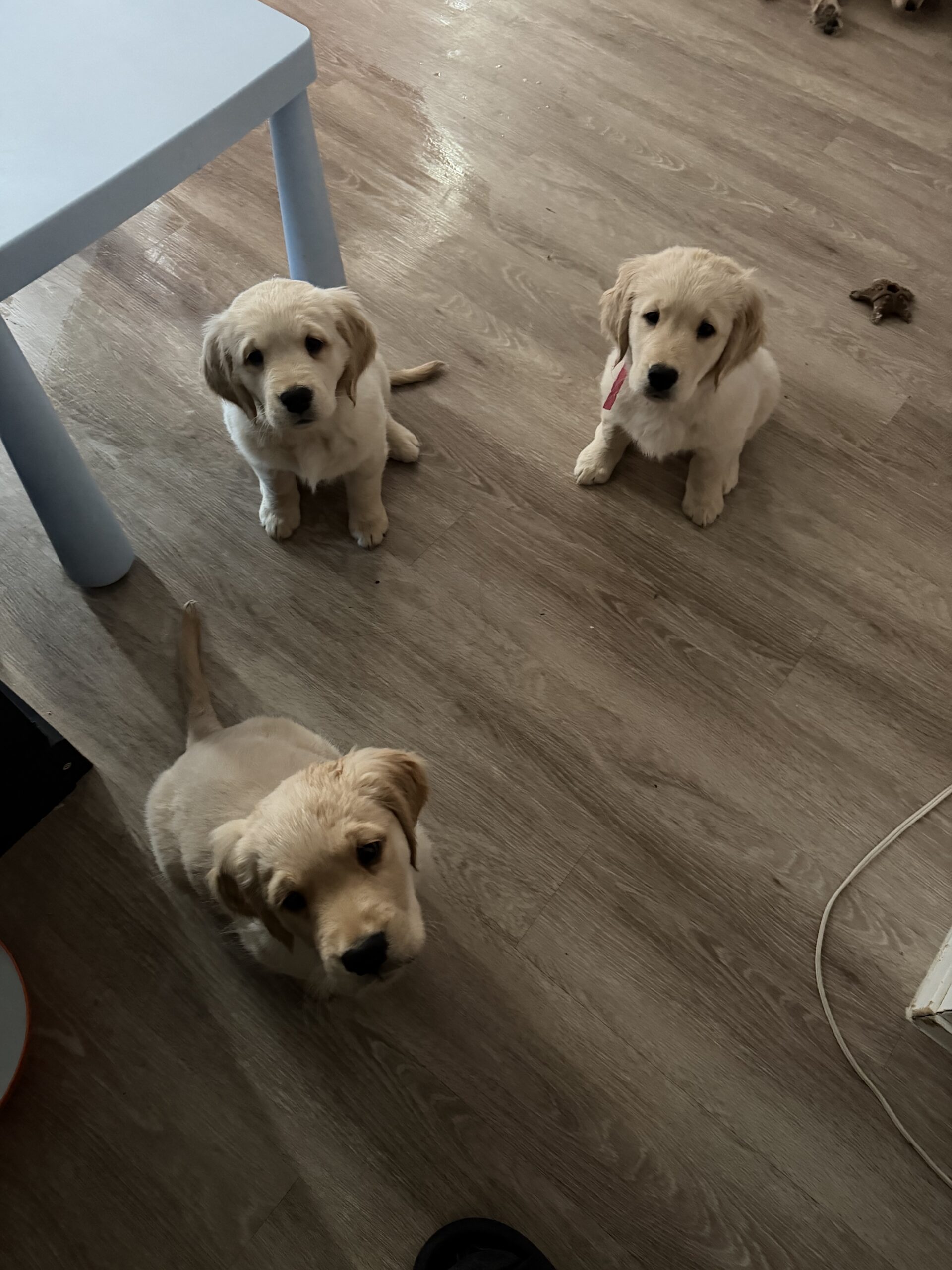 Puppies for sale