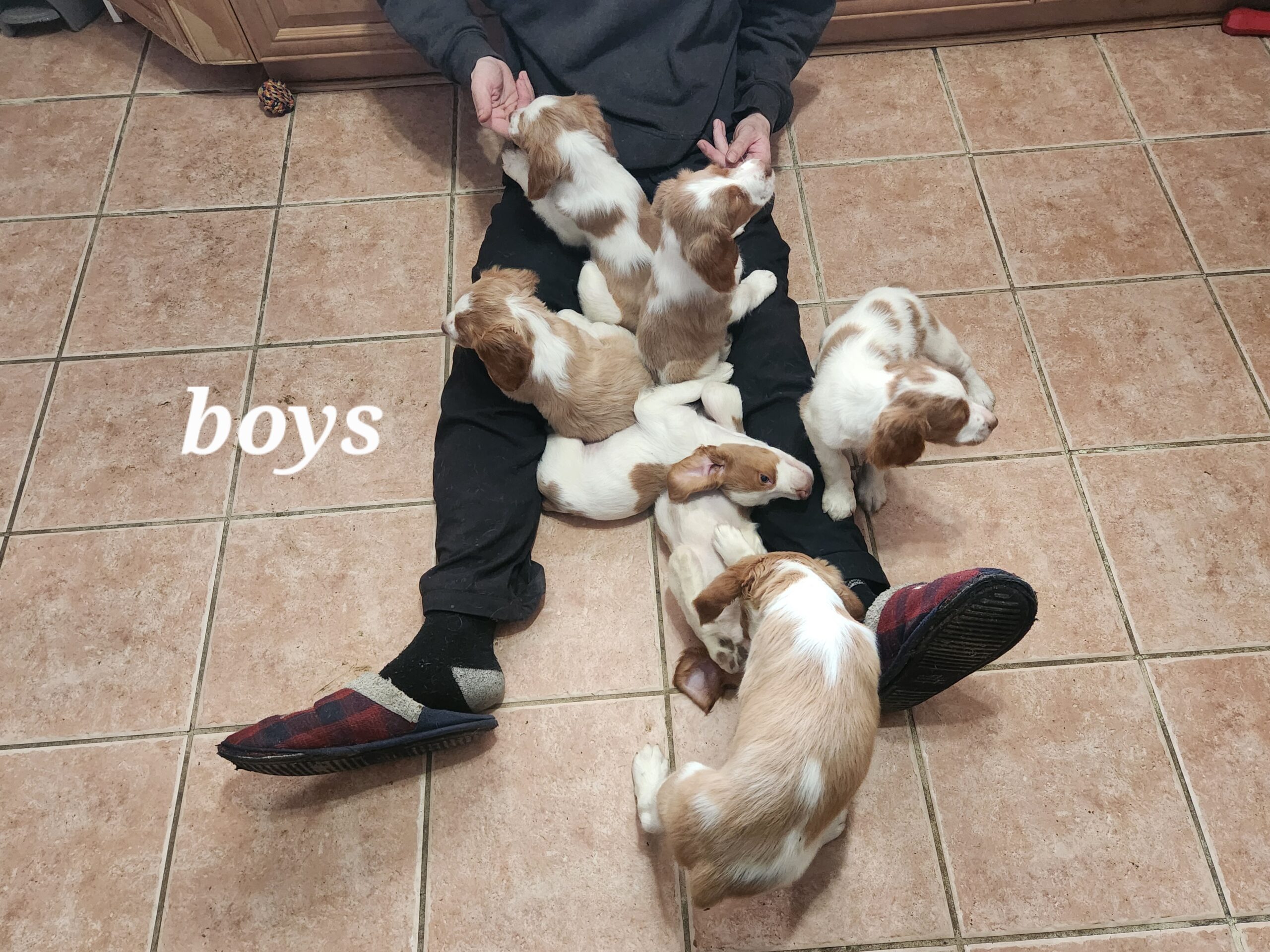 Puppies for sale