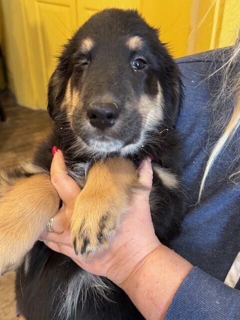 Puppies for sale