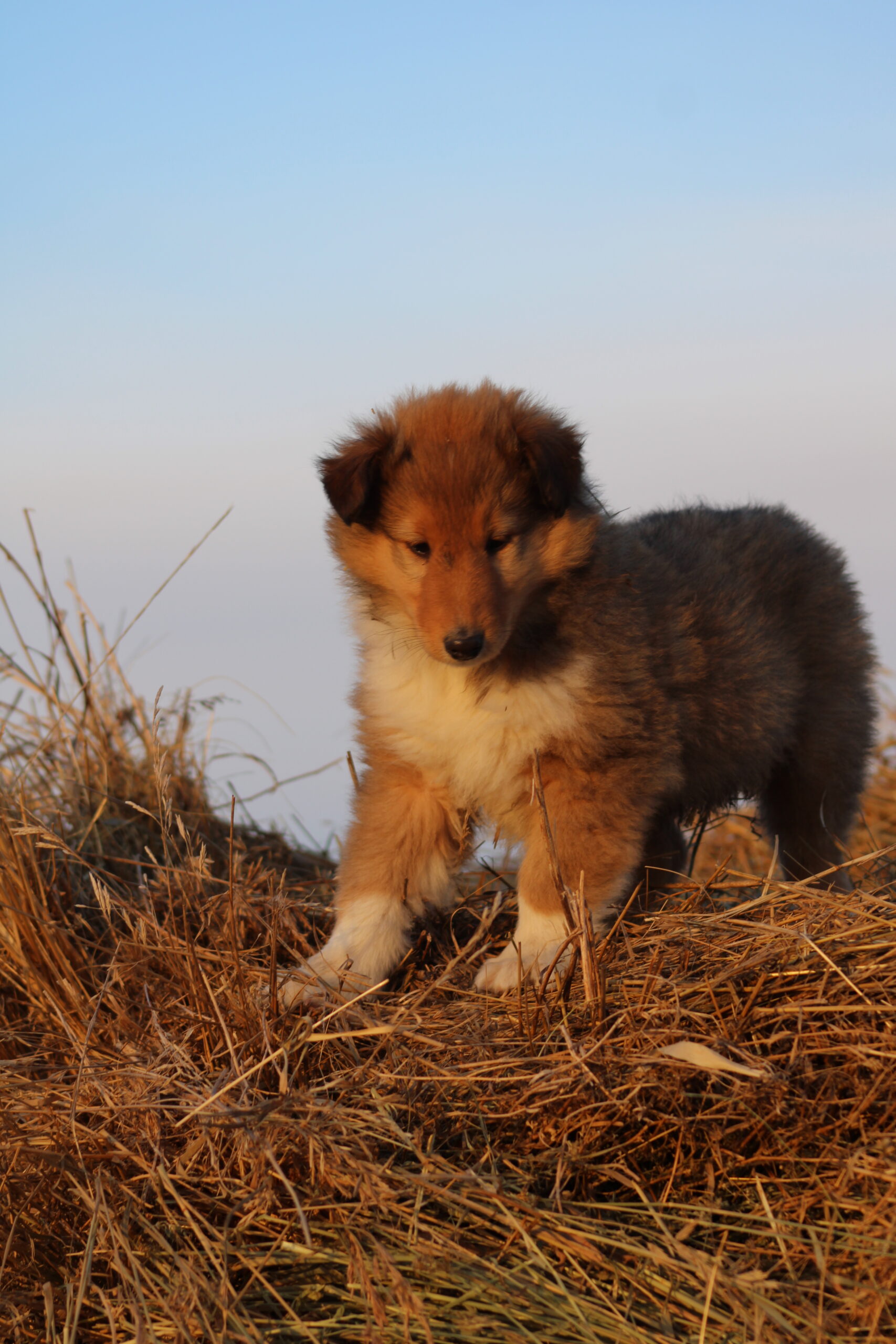 Puppies for sale