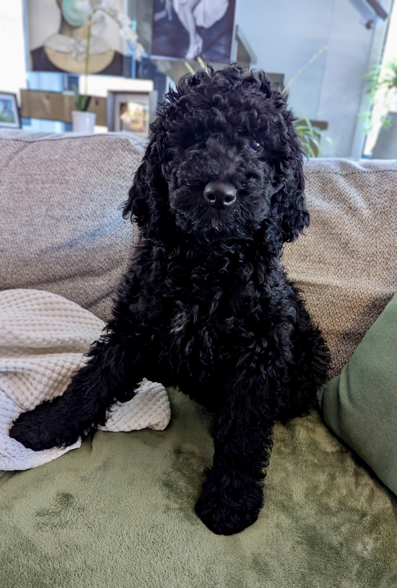 Puppies for sale