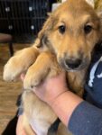 Puppies for sale