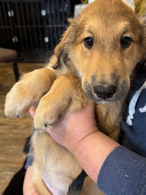 Puppies for sale