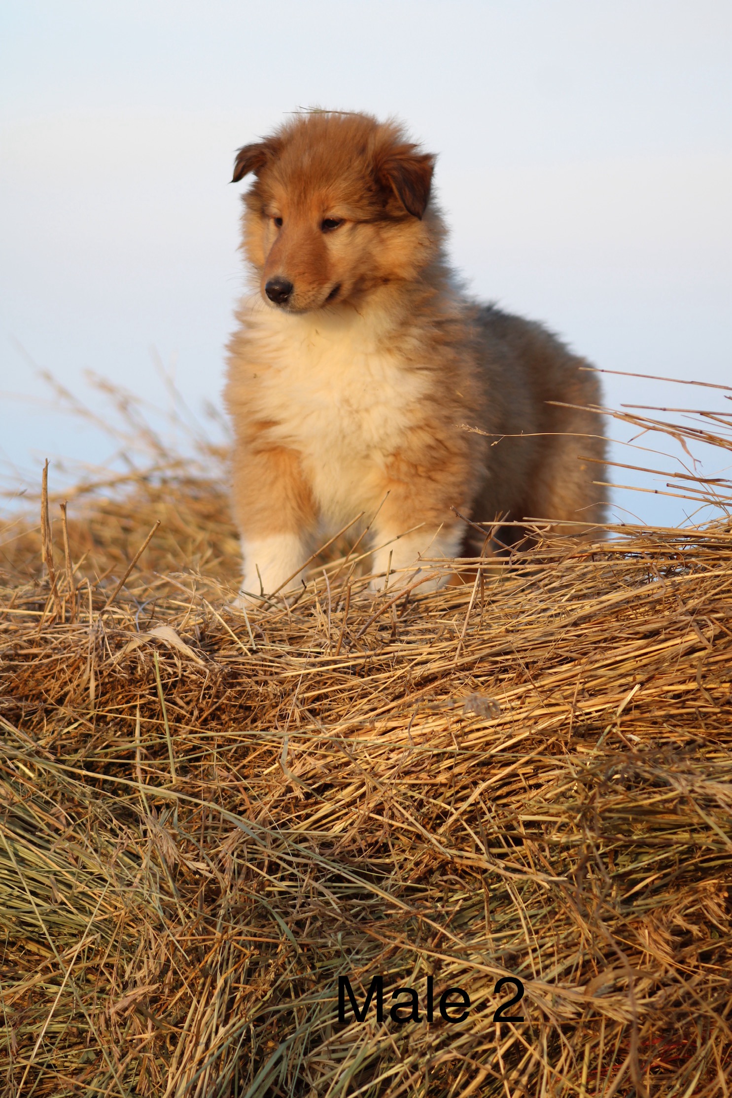 Puppies for sale