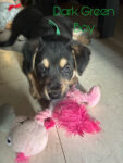 Puppies for sale